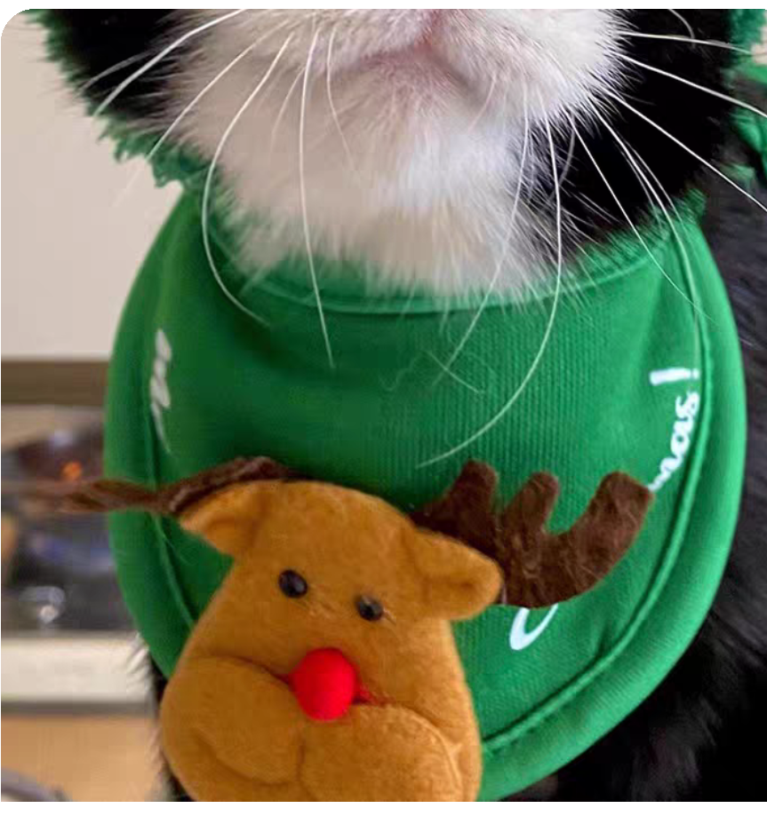 🎄 Set di abiti natalizi per gatti: cappello e sciarpa & Giacca pelosa