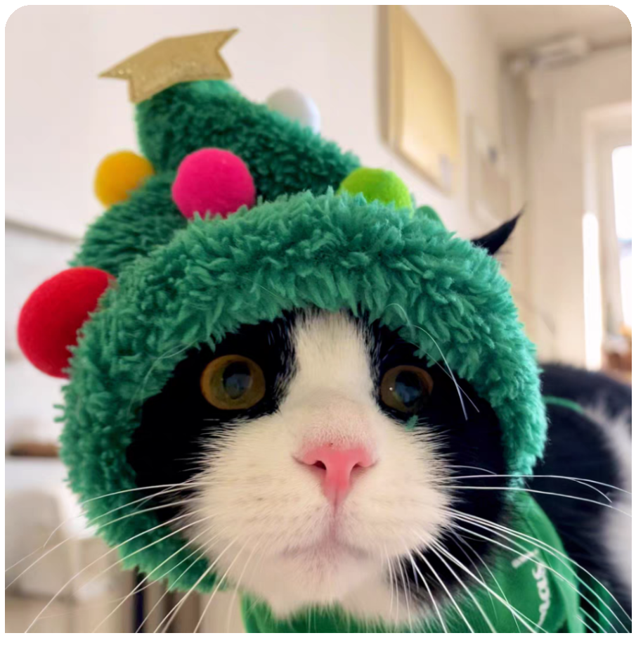 🎄 Set di abiti natalizi per gatti: cappello e sciarpa & Giacca pelosa